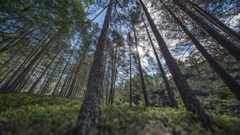 Tall-slender-pine-trees-tower-above-the-lush-green-undergrowth