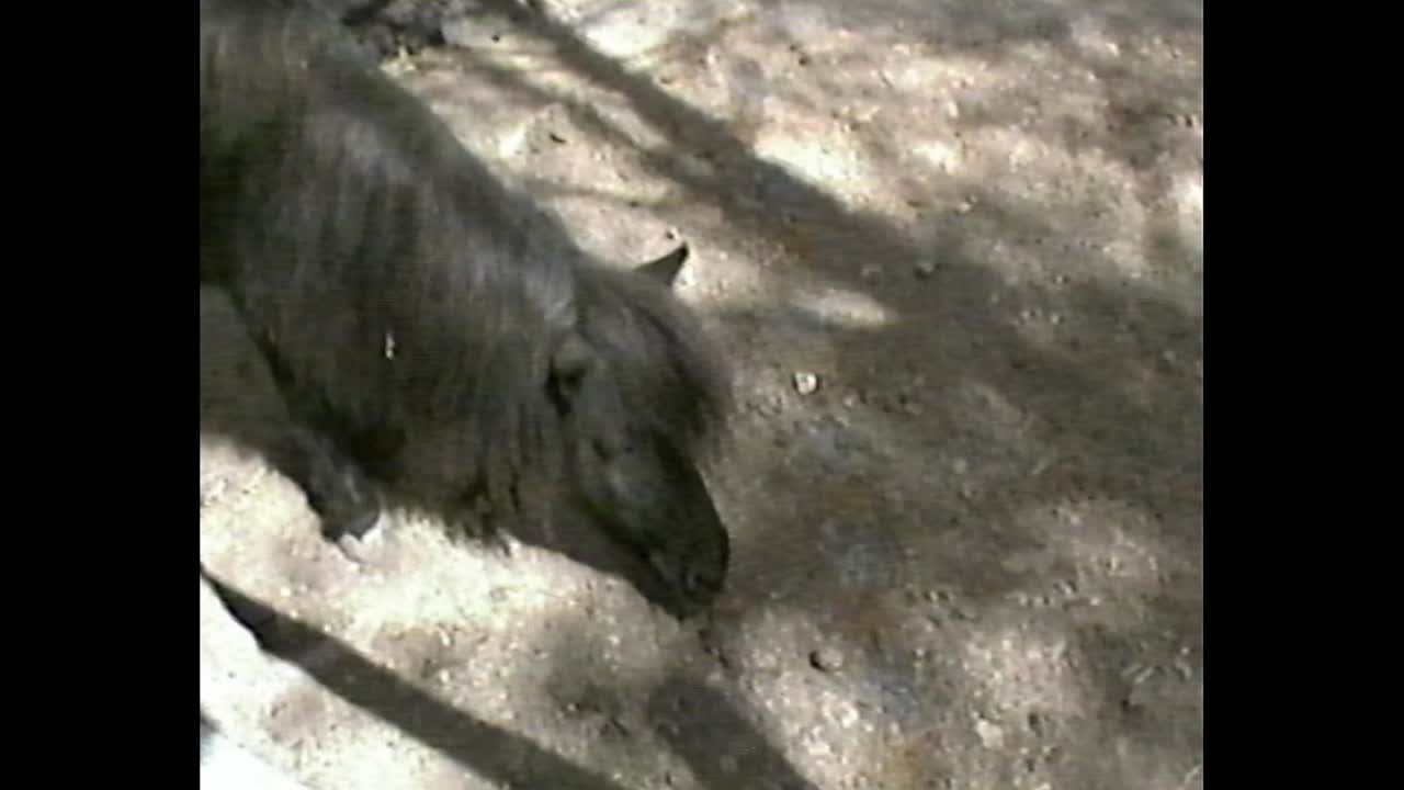 Small black pony sniffing ground in dirt paddock