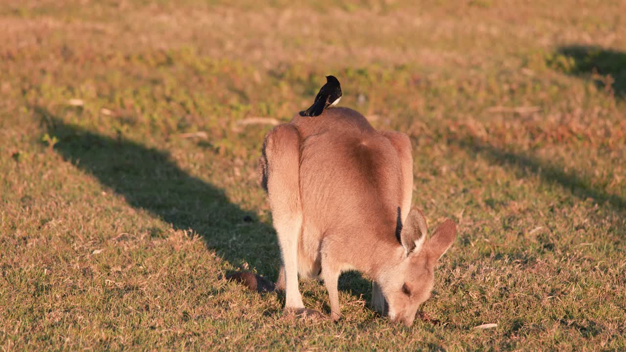 A young kangaroo grazes in golden sunset light as a Willie Wagtail perches on its back in an open grassy field. Static camera, warm tones