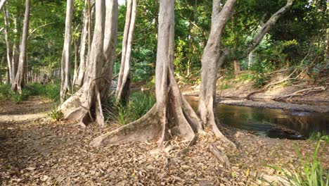 Panning-left-from-pretty-creek-to-bush-path