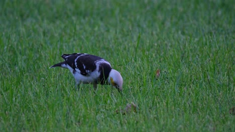 Mirando-Hacia-Abajo-Y-Hacia-Arriba-Mientras-Espera-Que-Aparezca-El-Gusano-Para-Agarrar-Su-Cena,-Estornino-De-Cuello-Negro-Gracupica-Nigricollis,-Tailandia