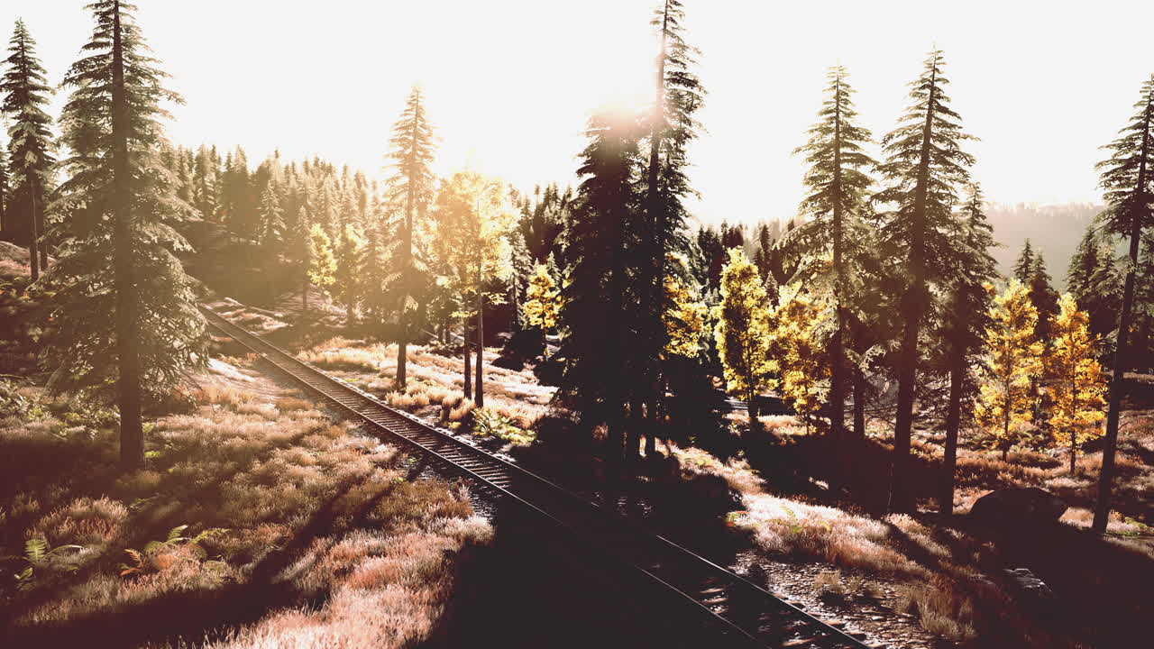 이 많은 숲 속 의 열차 트랙