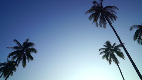 palmera de coco con hermoso cielo y espacio de copia