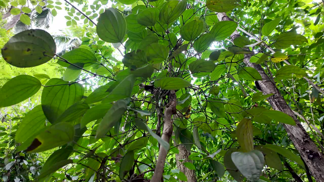 Lush green plants in a tranquil forest. Sunlight filters through the leaves, creating a peaceful atmosphere perfect for nature lovers.