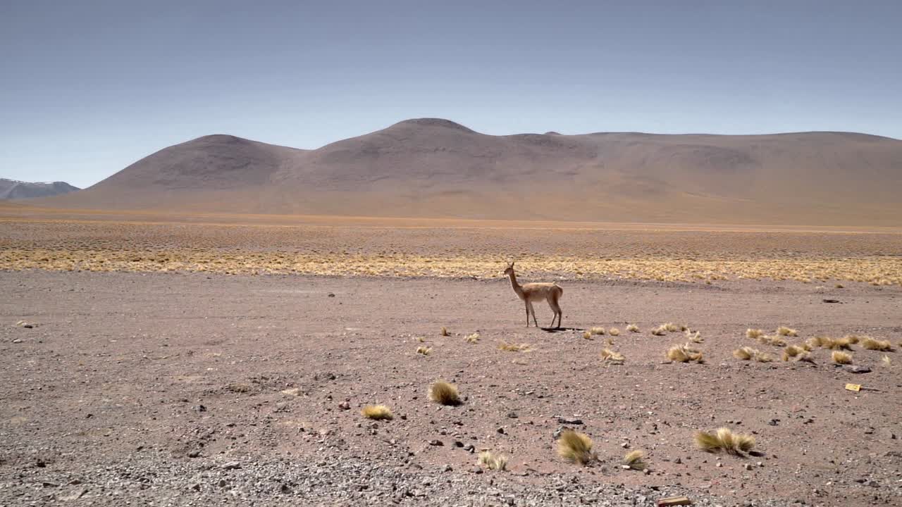 vicuña solitaria, parientes salvajes de las llamas, pastando en las tierras planas del desierto de atacama