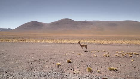 lonely vicuna, wild relatives of llamas, grazing on the flat lands of atacama desert