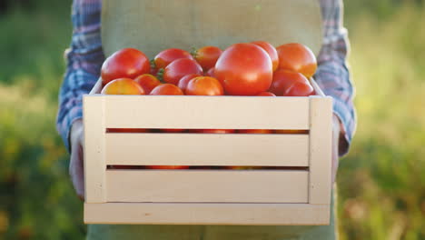 the farmer is holding a wooden box with tomatoes fresh farm products 4k video