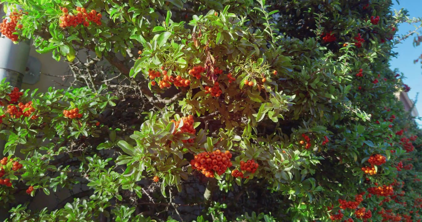Grappolo di bacche rosse vibranti densamente distribuite su un fogliame verde lussureggiante vicino a un muro di mattoni, Delft, Paesi Bassi, Europa