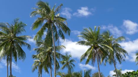 coconut palm trees with blue sky on tropical island