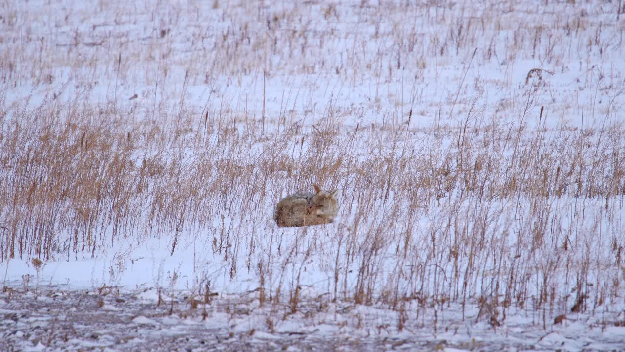 coyote en un campo abierto cubierto de nieve