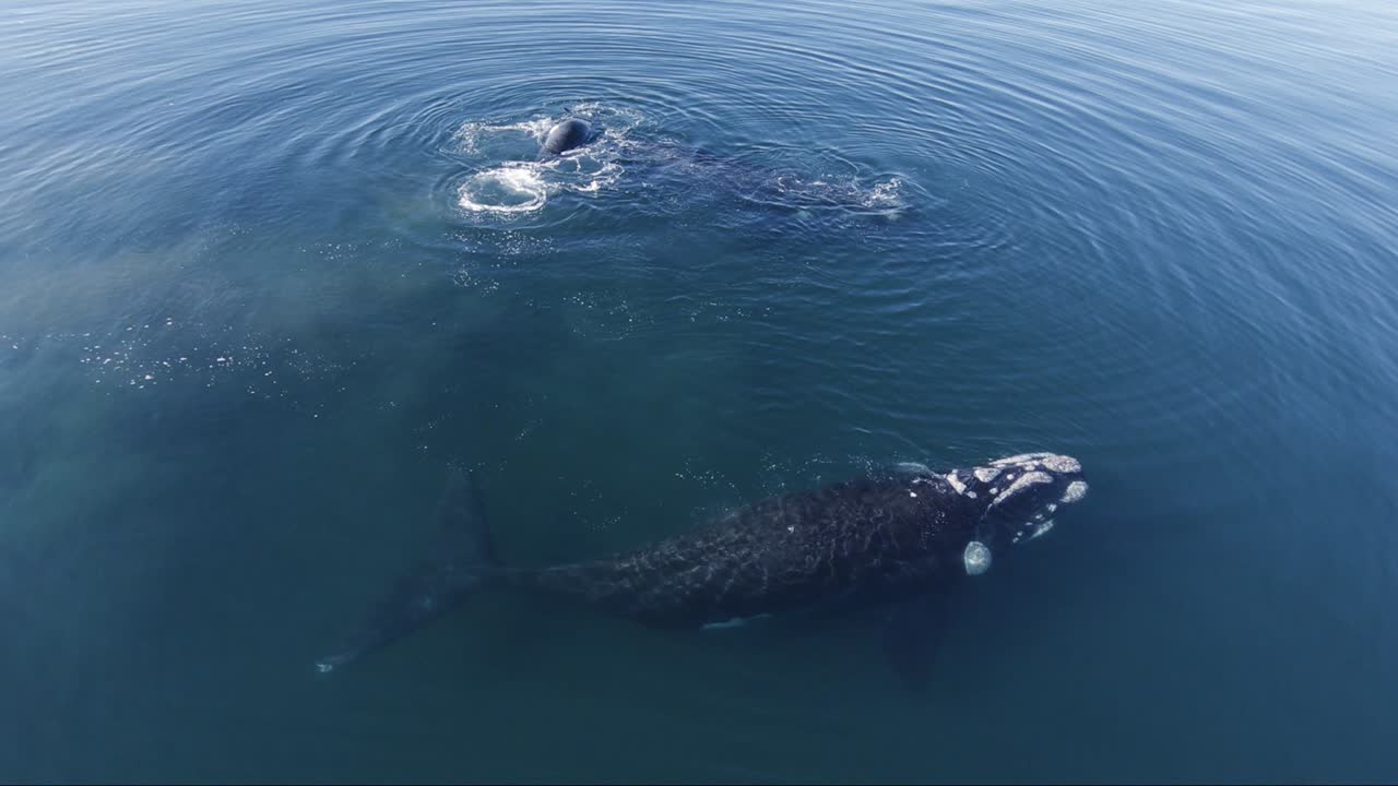 파타고니아 바다에서 놀고 물을 부는 남방 고래