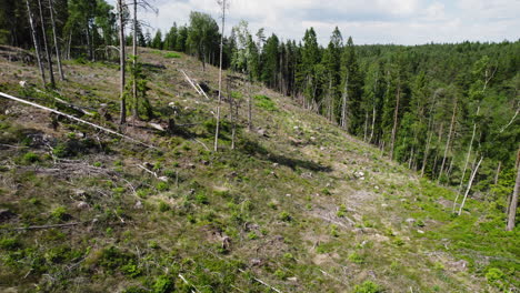 aerial view over deforestation woodland with surrounding green forest on a hillside