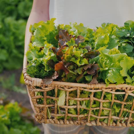 granjero con una cesta de mimbre llena de ensalada verde fresca 1