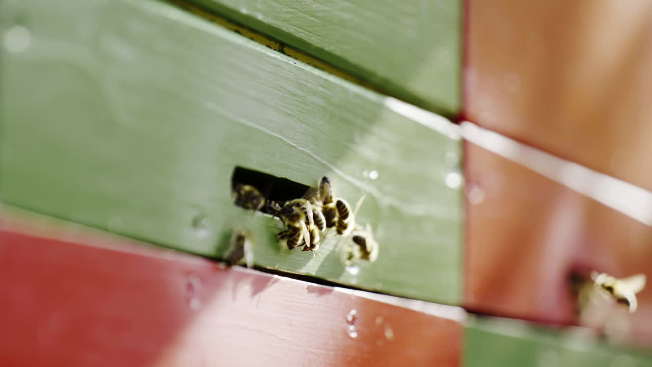 Bees Entering Beehive