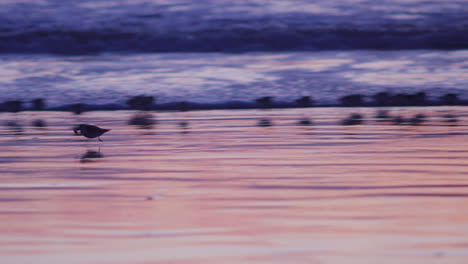 A-hungry-male-sandpiper-shorebird-finds-some-food-under-the-wet-sand-during-the-purple-and-blue-sunset-on-a-beach-in-San-Francisco