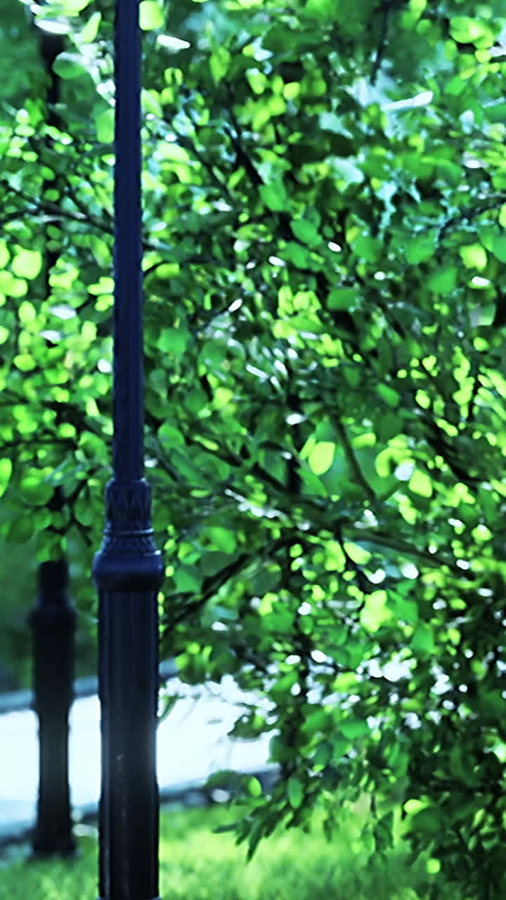 Street Lamp and Trees