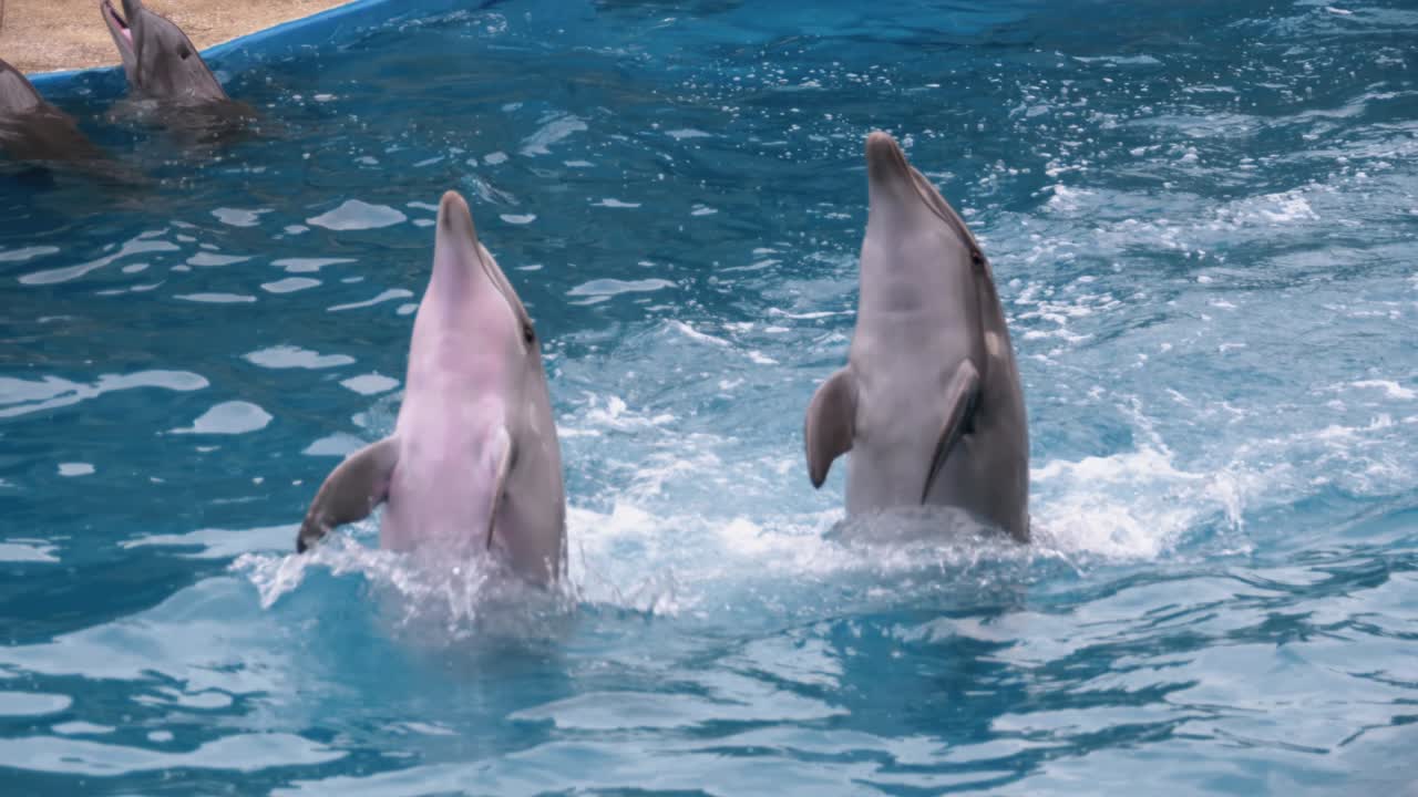 Dolphins in Dolphinarium Perform Tricks in the Pool. Funny Dolphins Circling in the Water