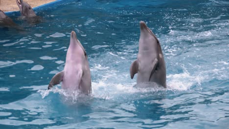 los delfines en el delfinario realizan trucos en la piscina. delfines divertidos dando vueltas en el agua