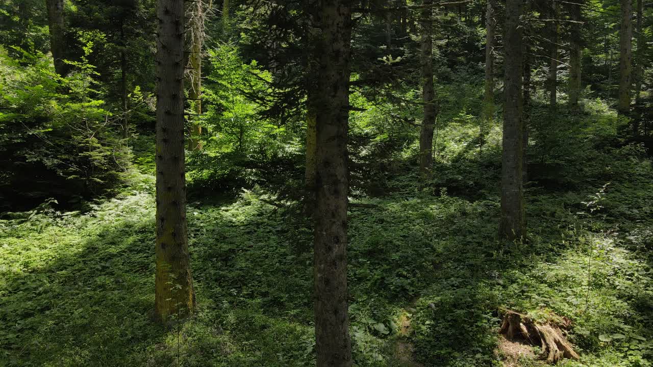 Ambiente Verde, Foresta 1