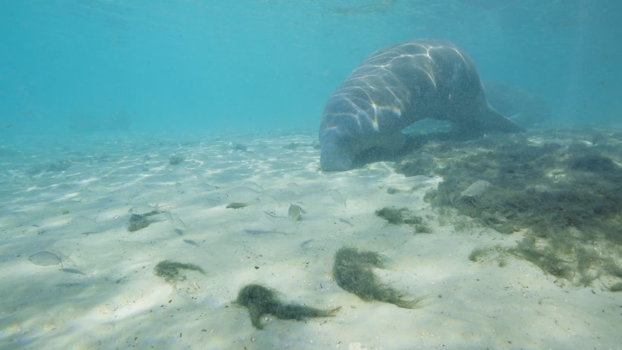 바다 바닥 에서 휴식을 취하고 있는 아기 마나티 새끼