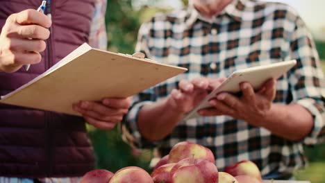 los agricultores modernos con la tableta examinando las manzanas