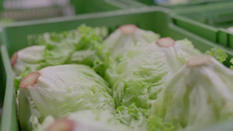 green salads in crates lie upside down