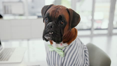 boxer dog wearing shirt and bow tie at desk