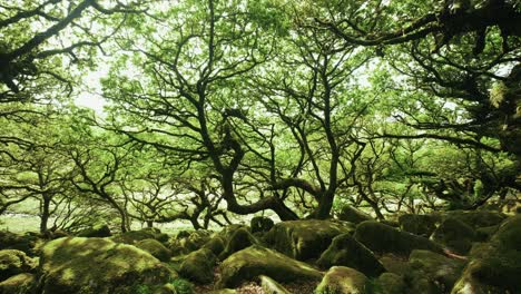 low angle of the moss-covered boulders and trees in the wistman's woods, dartmoor, devon, england