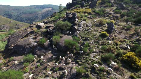 Ovejas-En-La-Vista-Aérea-De-Las-Montañas