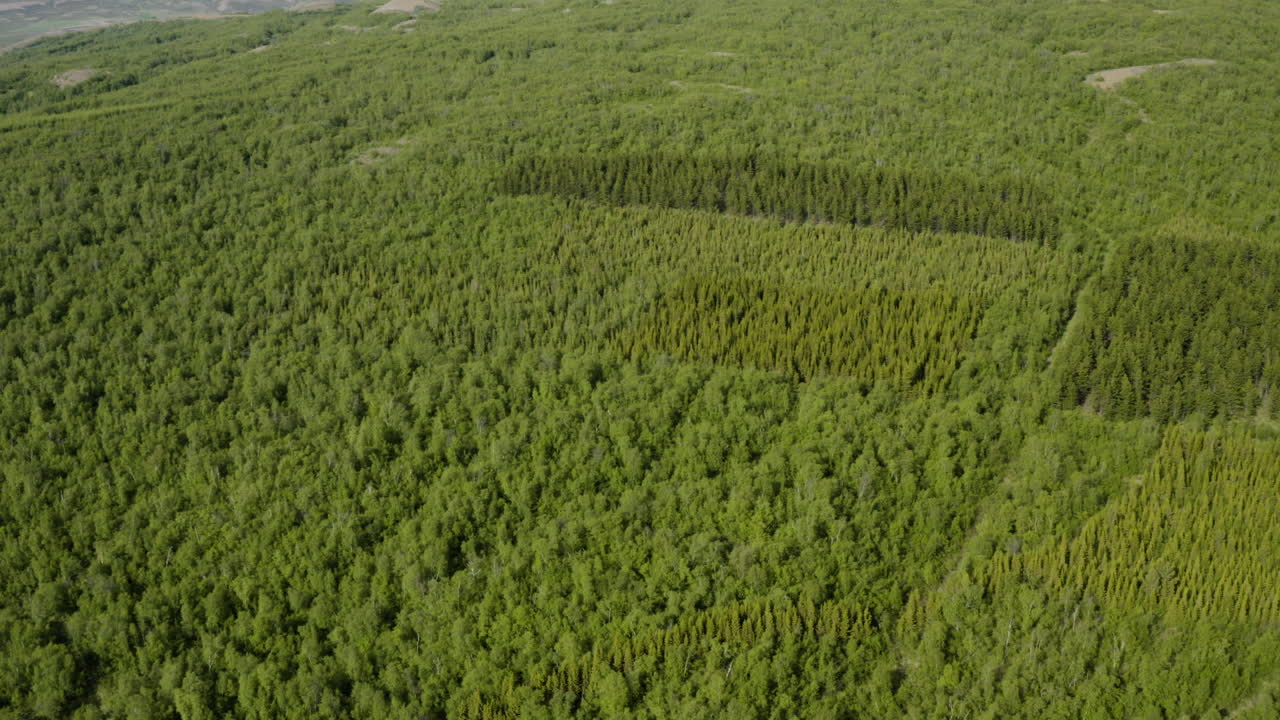 aéreo - hermoso bosque del bosque de vaglaskogur, islandia, enfoque hacia adelante