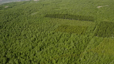 AERIAL---Beautiful-woodland-of-Vaglaskogur-Forest,-Iceland,-forward-approach