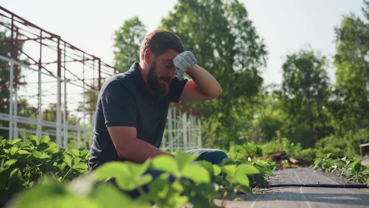 Side view gardener on farm squats among strawberry rows, wipes sweat from face with left hand, pauses then continues careful soil tending under warm sun, rural summer labor