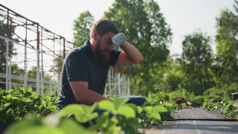 side view gardener on farm squats among strawberry rows, wipes sweat from face with left hand, pauses then continues careful soil tending under warm sun, rural summer labor
