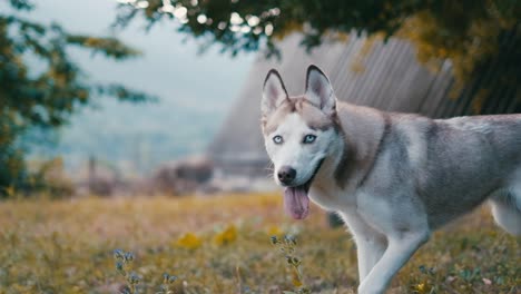 Husky-Siberiano-De-Pura-Raza-Vagando-Por-La-Naturaleza