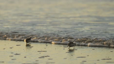 tiny calidris alba running away from sea foamy waves, follow view