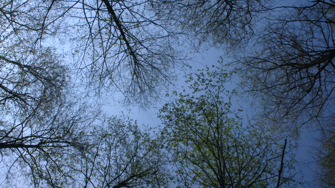 나무가 부드럽게 움직이는 봄에 바닥에서 나무 캐노피를 올려다보는 시간 경과