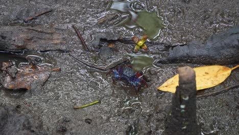 a crab in the mangrove mud