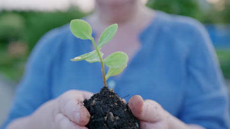 Una-Anciana-Sostiene-La-Planta-Joven-En-Sus-Manos---Un-Concepto-De-Preservación-De-La-Naturaleza