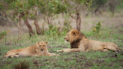 lion ad lioness resting in zimbabwe savanna 02