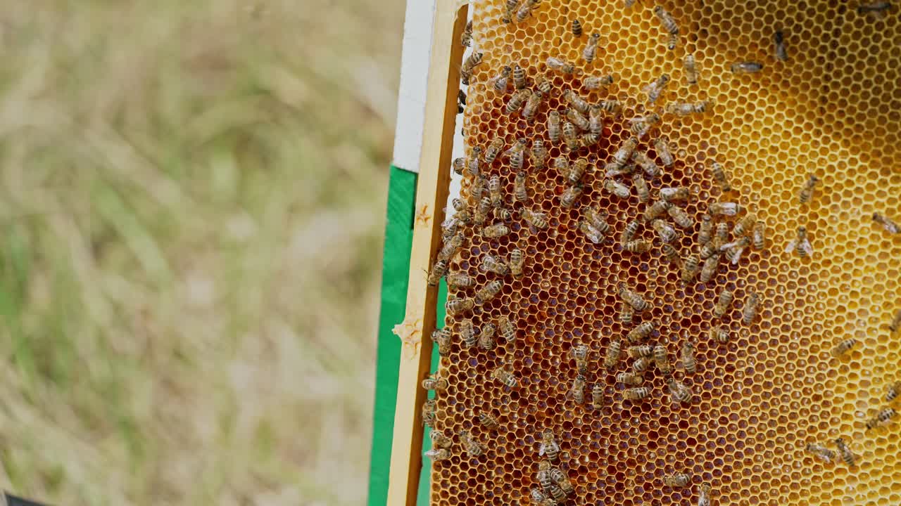 Working bees on honeycomb. Frames of a bee hive. Apiculture