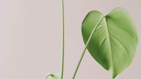 Close-up-of-green-leaves-on-white-background-with-copy-space-in-slow-motion