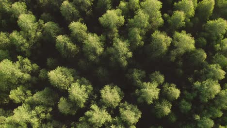 Antena-De-Bosque-De-Pinos