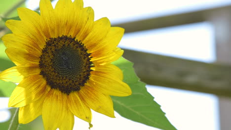 Cerca-De-Girasol-Agricultura-Granja-De-Girasol