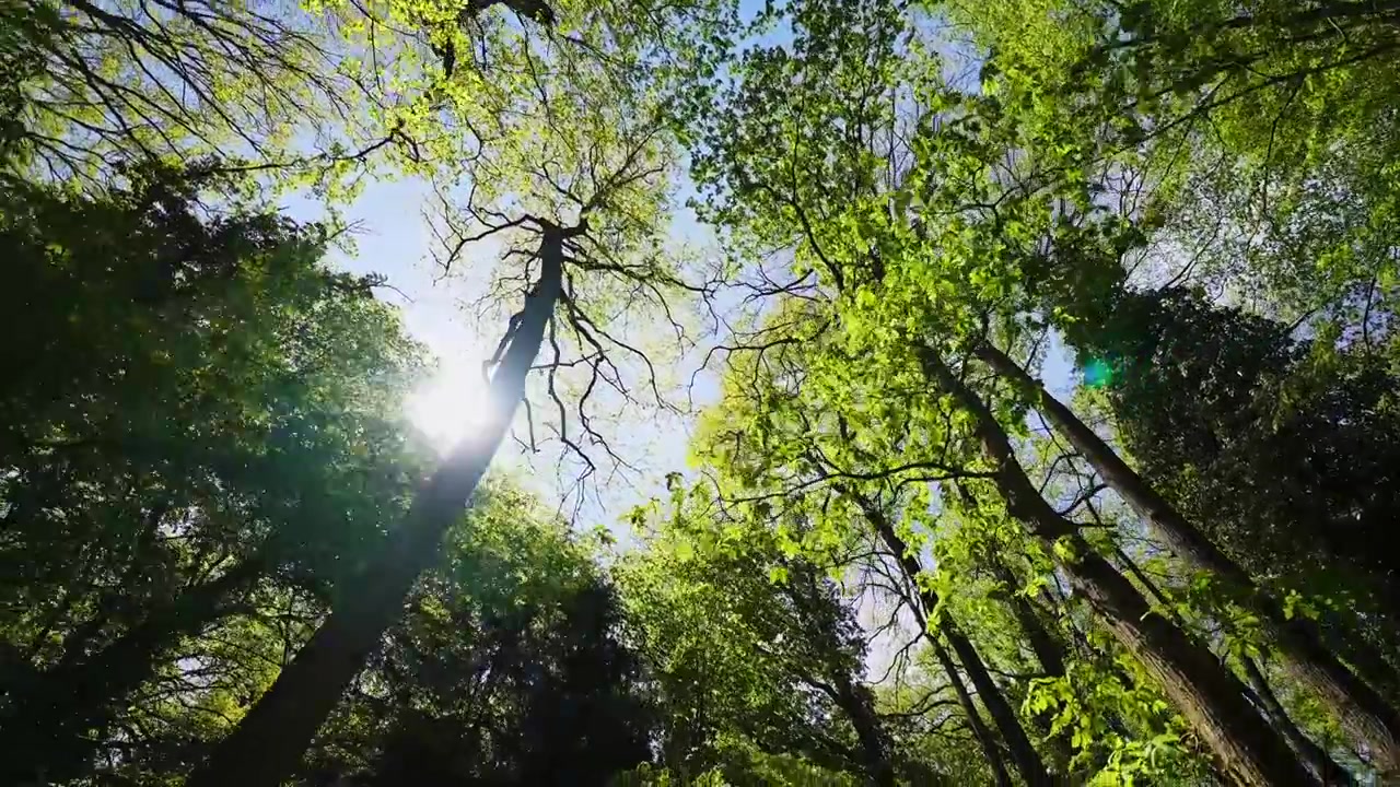 Video con inquadratura dal basso di alberi ad alto fusto della foresta, con foglie verdi e fresche che risplendono alla luce del sole. Una scena serena della volta arborea del bosco, con una naturale atmosfera primaverile e un bellissimo ambiente esterno.