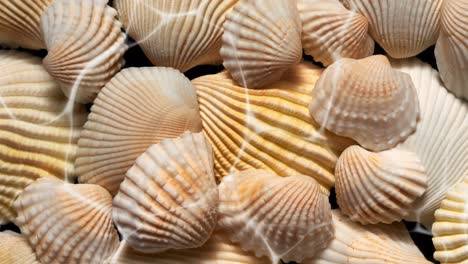 ondas de agua de movimiento lento por encima de las conchas marinas