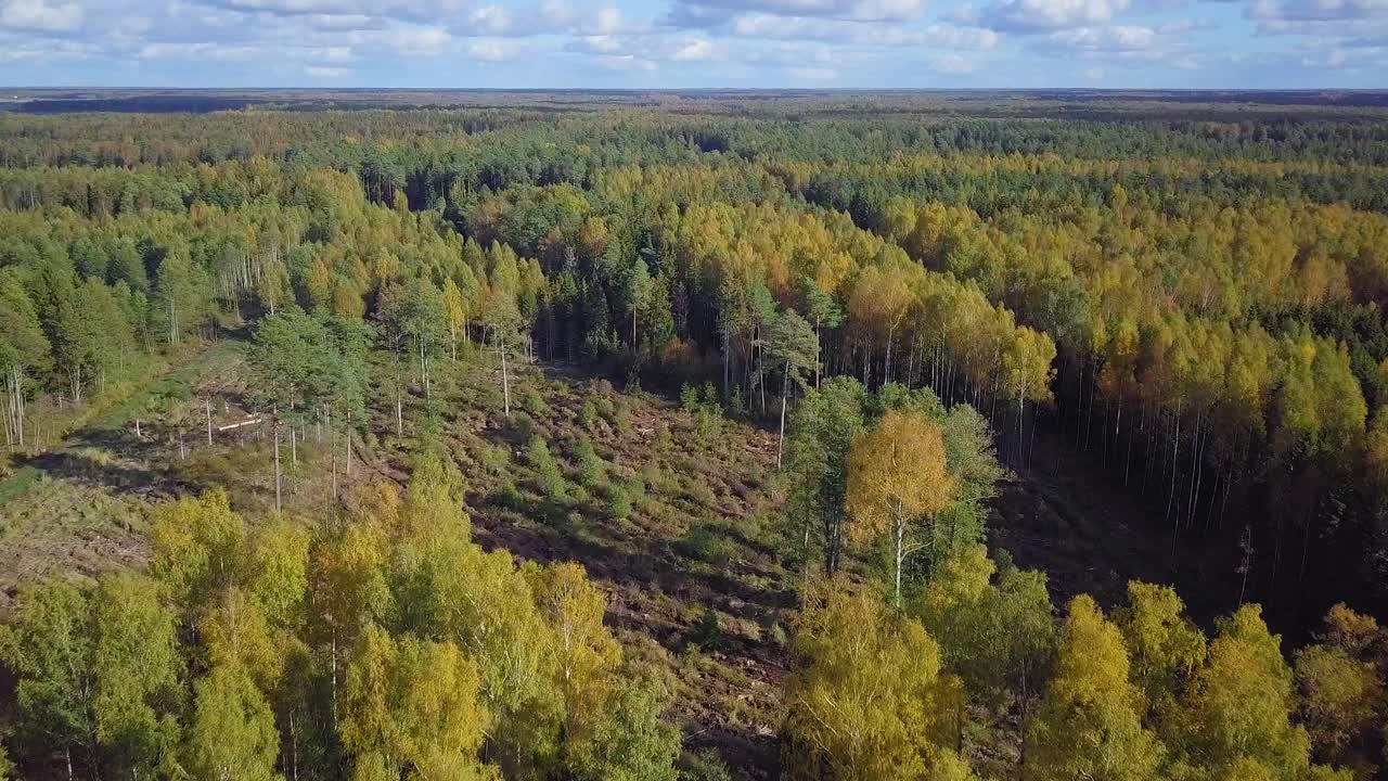 Early autumn in forest, aerial top view, mixed forest, green conifers, deciduous trees with yellow leaves, fall colors countryside woodland, nordic forest landscape, wide angle establishing shot