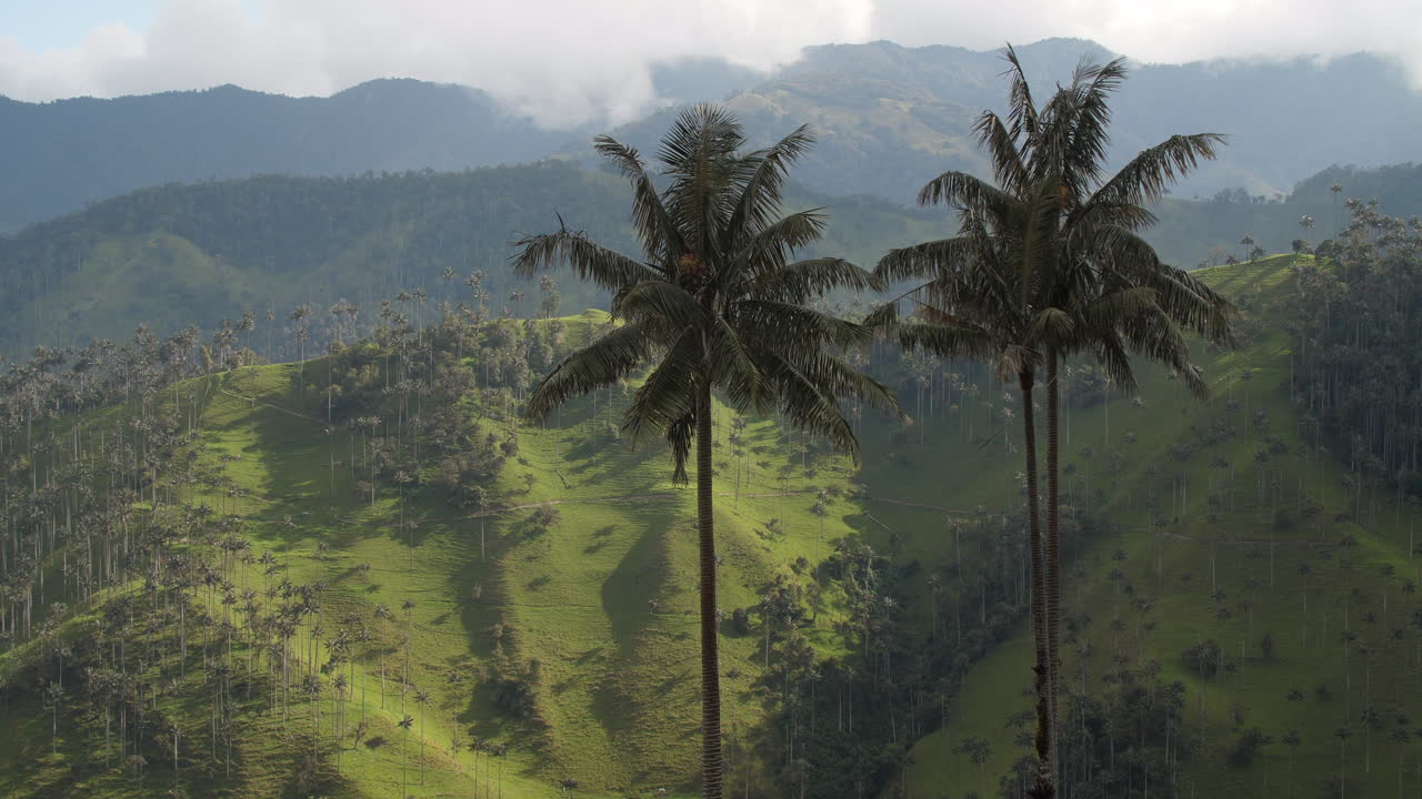 dos palmeras con vistas al valle de cocora con luz perfecta