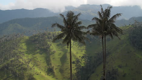 Two-Palm-Trees-overlooking-Cocora-Valley-with-Perfect-Light