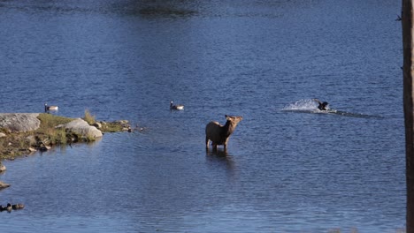 Elchfrau,-Die-Im-See-Steht,-Beobachtet-Kanadagansland-Im-Wasser-Slomo-Erstaunlich