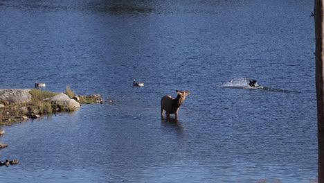 alce hembra de pie en el lago relojes canadá ganso aterrizar en el agua slomo increíble